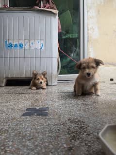 "Charming Shih Tzu Puppy Ready for a Loving Home!"