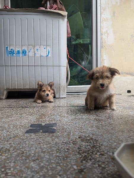 "Charming Shih Tzu Puppy Ready for a Loving Home!" 0