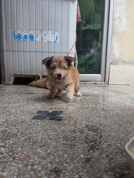 "Charming Shih Tzu Puppy Ready for a Loving Home!" 5