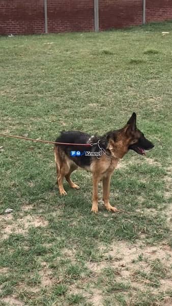 German Shepherd Breeder Pair 6