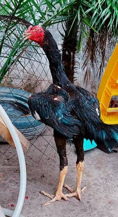 Black Oh Shamo Male Available