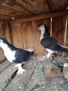 black sherazi breeder pair