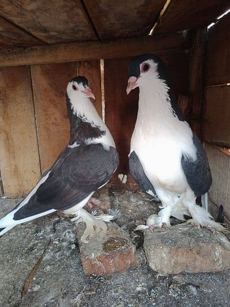 black sherazi breeder pair 1