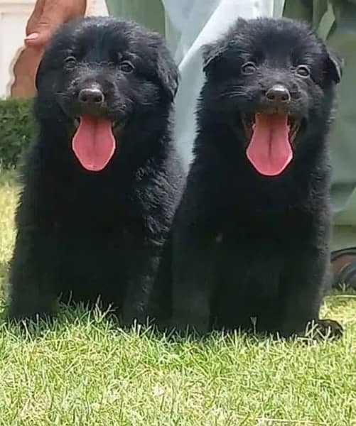 black German shepherd pappy full long Cort show quality 1