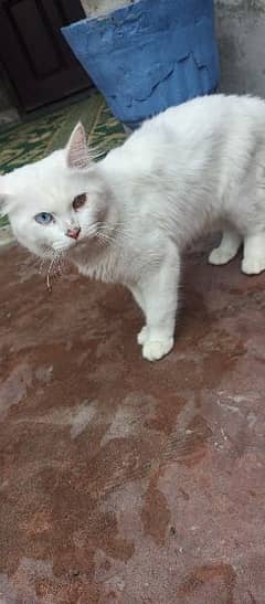 Double eye color White Persian male