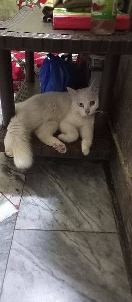 Double eye color White Persian male 1