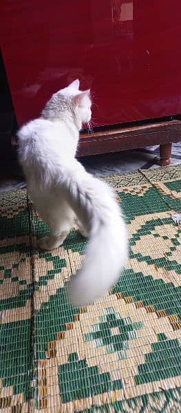 Double eye color White Persian male 2