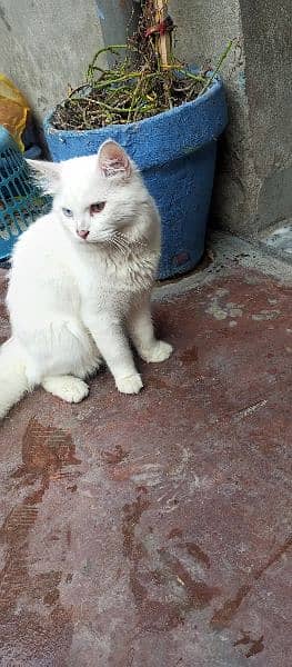 Double eye color White Persian male 3