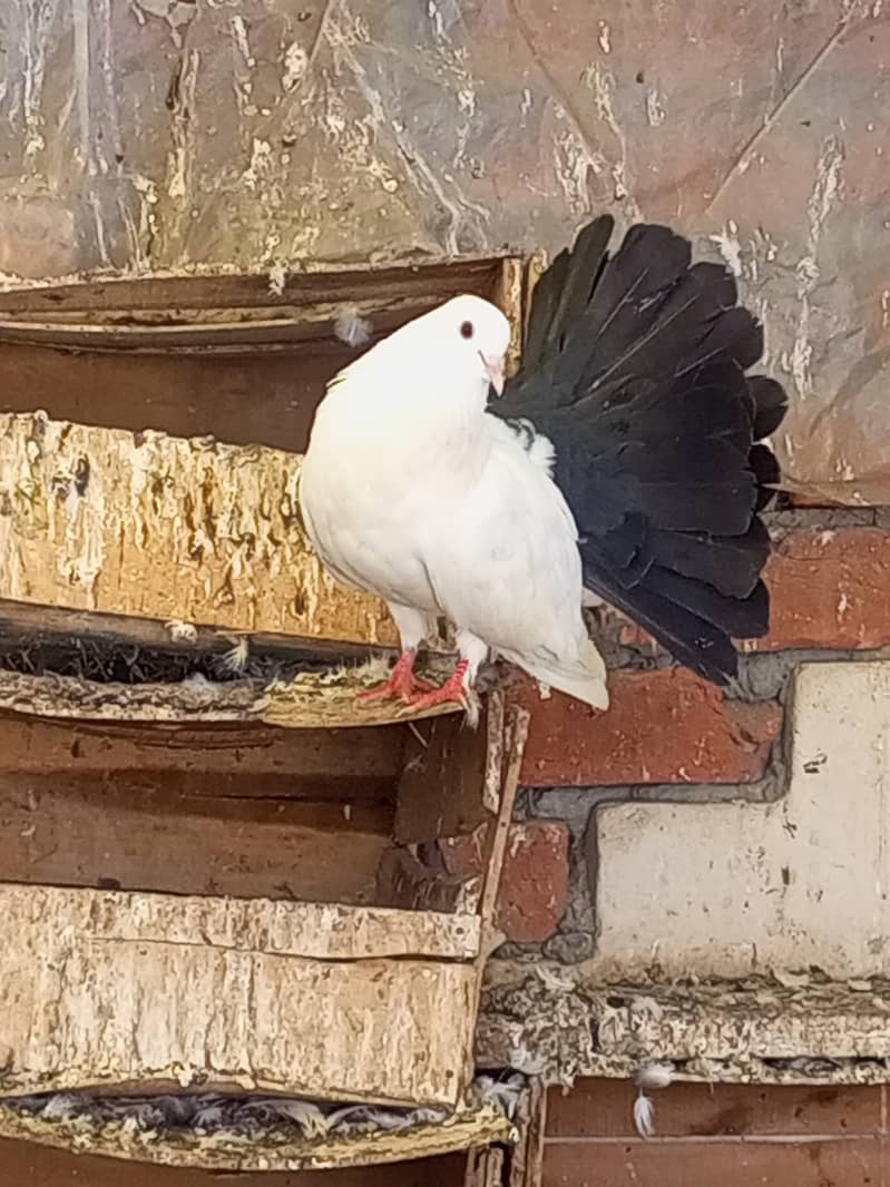 healthy active black tail male pigeon kabooter 1