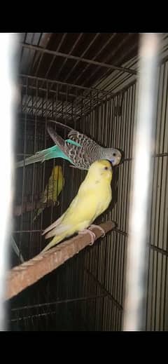 Dun fellow Pied Budgie