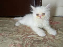 Persian Kitten