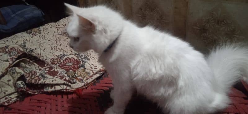 male cat triple coat age 5 months blue eyes 0