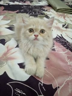 Persian Kitten