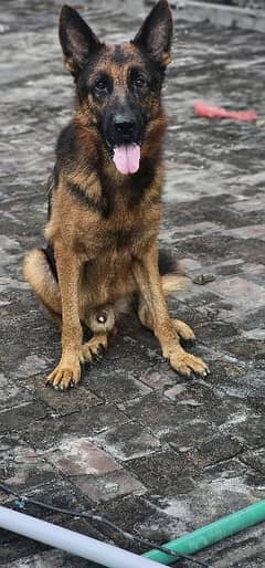 German shepard Stock hair