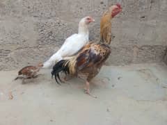 Eggs lying Pure Heera female available for sale