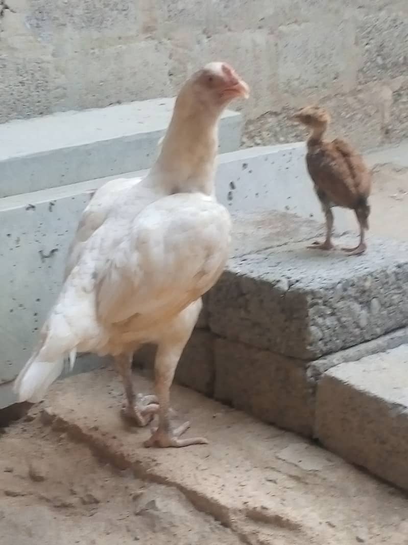 Eggs lying Pure Heera female available for sale 1