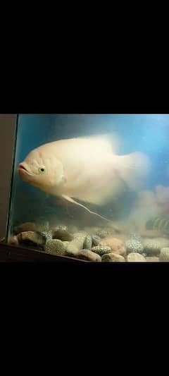 gaint gourami fish 0