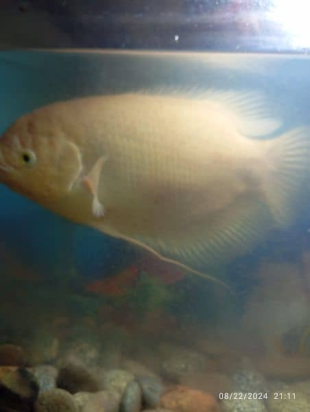 gaint gourami fish 2