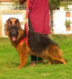 confirm breeder top quality gsd long coat female 18 month for sale