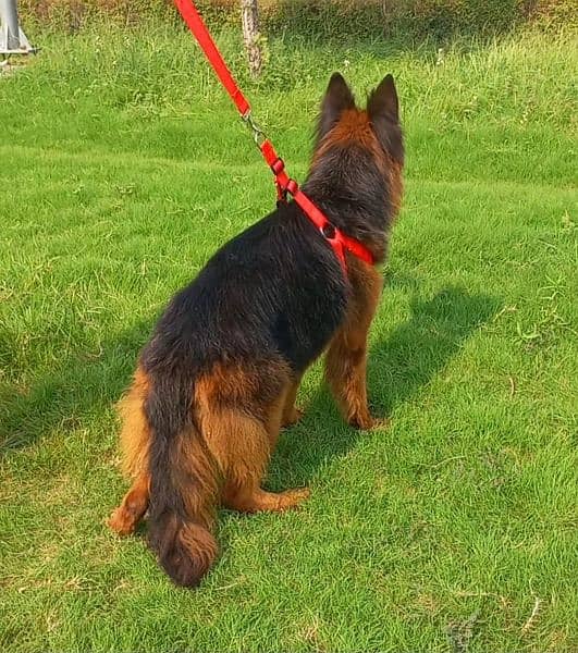 confirm breeder top quality gsd long coat female 18 month for sale 1