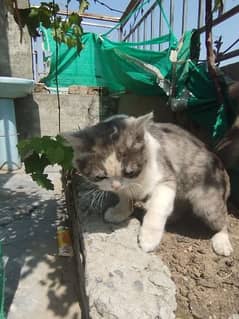 russian cat vaccinated male cat for sale year 9 mouth yaer old