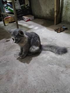 Gray colour percian kitten