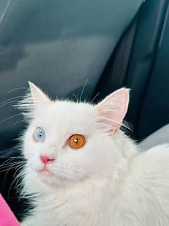 White Cat