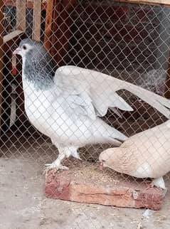 Sherazi Pigeons Pair