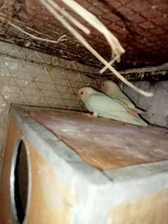 parrots for sale