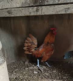 beautiful golden sebright for sale