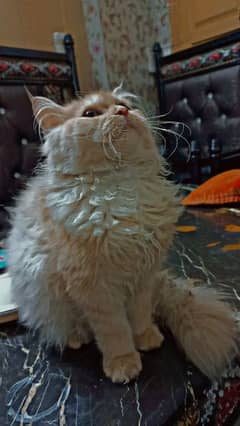 Persian cat for sale 0