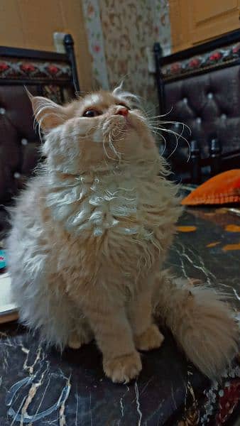 Persian cat for sale 0