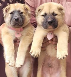 kocashan nasal security dog pair 2month for sale