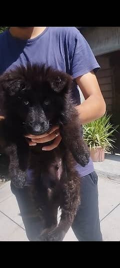 Black German shepherd/ German shepherd puppies available for sale