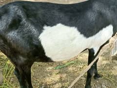 Rajan pur cross family goat 0