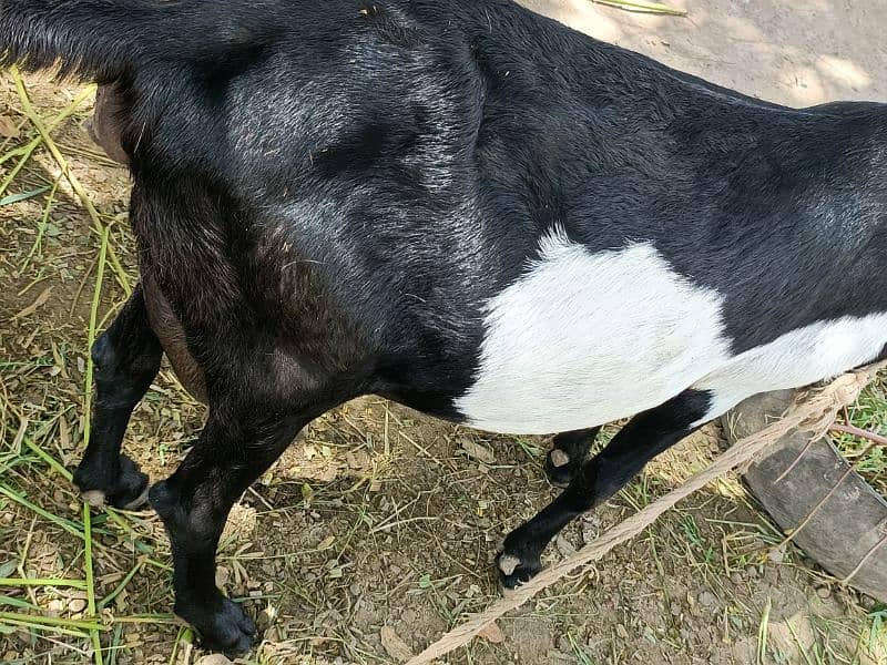 Rajan pur cross family goat 2