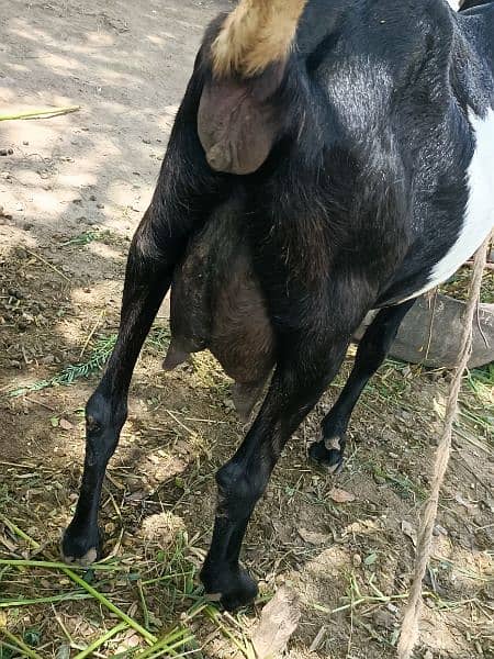 Rajan pur cross family goat 3