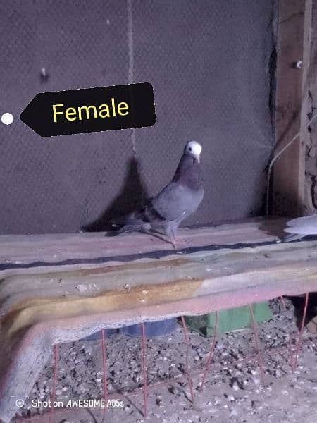 silver mukhi female, silver male, blue bar female for sale 2