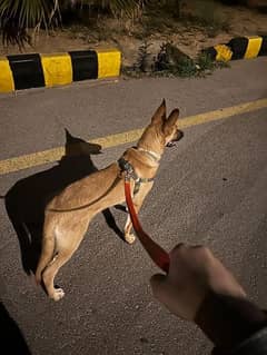 Belgian shepherd