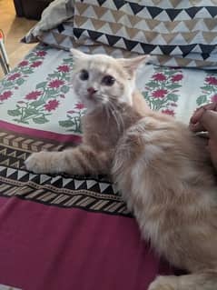 Persian Male Baby Cat