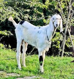 white goat for sale