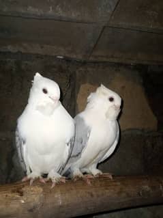 breeder pair