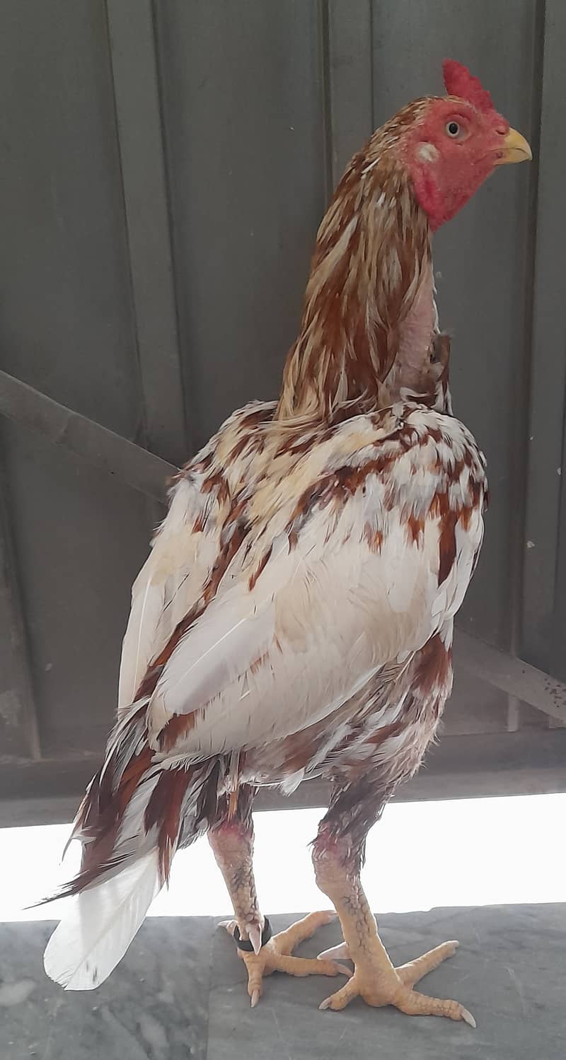 Cheena High Quality Bird Completing Molting 1