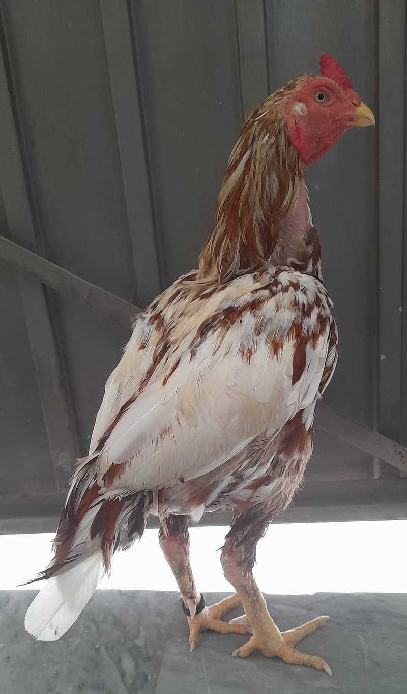 Cheena High Quality Bird Completing Molting 4