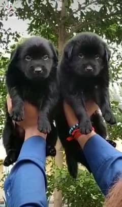 black German Shepherd double coat pair 2 months for sale