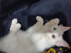 Cute Adorable cats 0