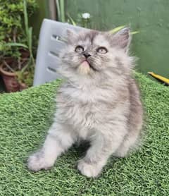 cute Fluffy Persian Kitten