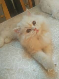 pure persian kitten h