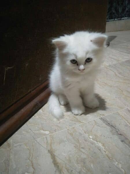 pure persian kitten h 2