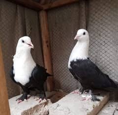 karbali pair resham black for sale